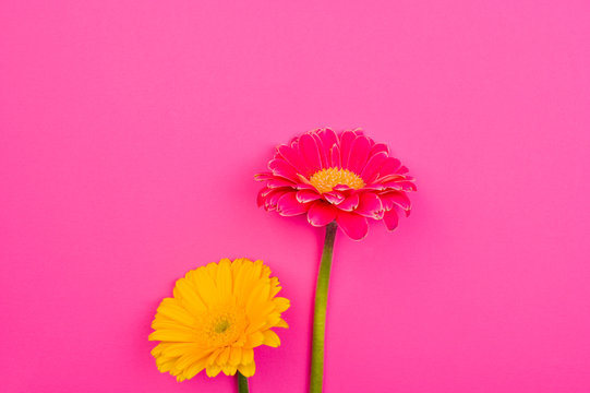 Gerbera. Flowers on a pink background. Minimalism concept in pop art style, poster with free space for text. Creative background. Copy space. Above
