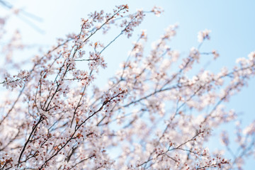 Pear Blossom