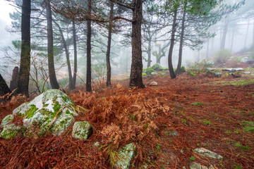 Roca de granito con musgo y helechos en el pinar entre la niebla en Cadalso de los Vidrios. Madrid....
