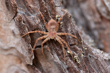Spinne