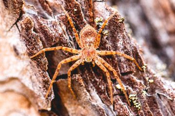 Spinne