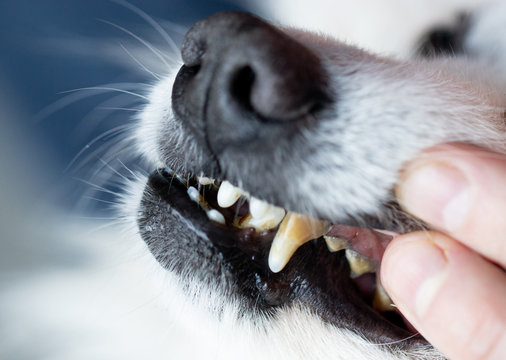 Ciro Præfiks blotte Dogs have problems with oral cavity, limestone, gingivitis, tooth decay.  bad teeth dog. Stock Photo | Adobe Stock