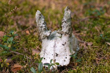 Skull Gehörn Schädel