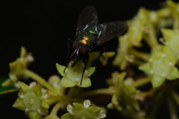 Close-up Of House Fly On Leaf