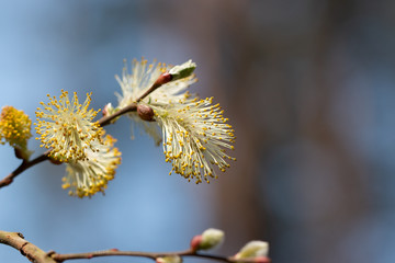 Weidenkätzchen