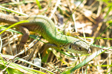 The European green lizard (Lacerta viridis) is a large lizard distributed across European midlatitudes. Svetlovodsk city, Ukraine. Beautifully colored reptile in nature habitat. Selective focus