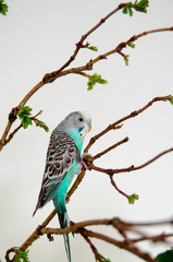 The budgerigar or blue wavy parrot sitting on a branch on white background at home. Wildlife animal in your house