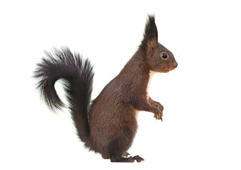 Red squirrel (Sciurus vulgaris), isolated on white background, side view