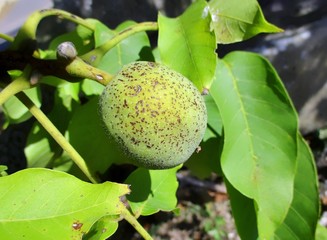 Gros plan en extérieur d'un fruit vert de noyer commun (juglans regia).  