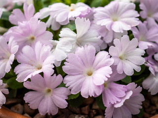 Closeup of the pretty delicate little pink flowers of Primula allionii