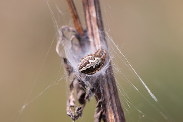 Spinne