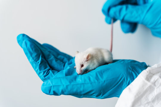 Researcher in lab coat and protective makes injection into mouse tail