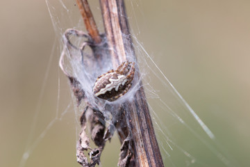 Spinne
