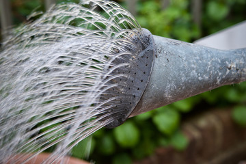 water pouring from a traditional metal watering can rose