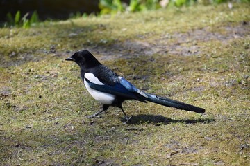 The Eurasian magpie or common magpie Pica pica, on grass.
