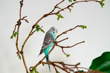 The budgerigar or blue wavy parrot sitting on a branch on white background at home. Wildlife animal in your house