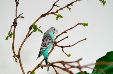 The budgerigar or blue wavy parrot sitting on a branch on white background at home. Wildlife animal in your house