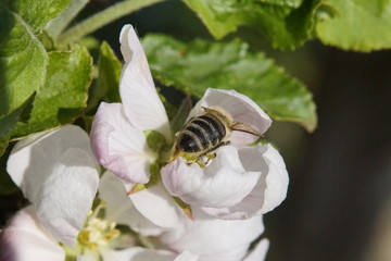 Biene beim bestäuben der Apfelbaumblühten am Bodensee in Nahaufnahme 