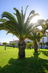 Green palm tree and blue sky