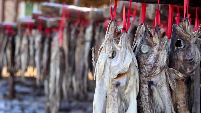 Pollacks(Hwangtae) are being dried at Yongdae-ri near Inje-gun, Korea. Yongdae-ri is Korea's largest hwangtaedeokjang, accounting for 70% of the nationally produced dried pollacks.