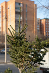 The crown of the spruce growing in the city center.
