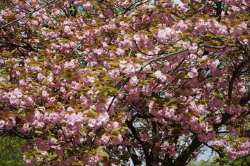 Rosa blühender japanischer Kirschbaum im Sonnenlicht