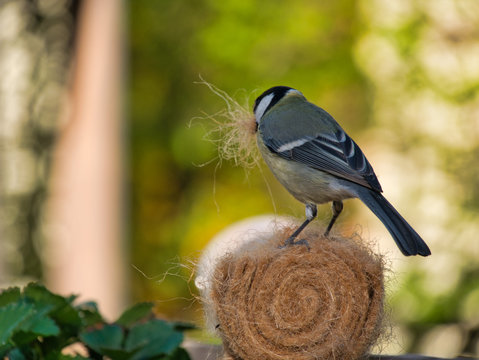 Meise holt Material f&uuml;r Nestbau