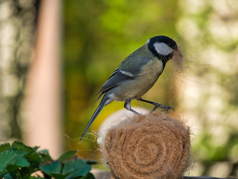 Meise holt Material f&uuml;r Nestbau