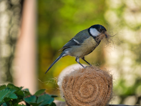 Meise holt Material f&uuml;r Nestbau