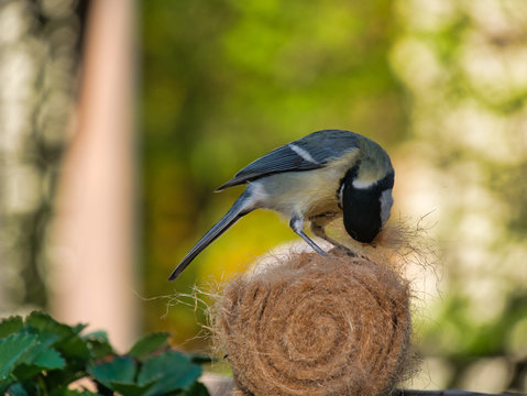 Meise holt Material f&uuml;r Nestbau