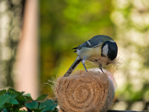 Meise holt Material f&uuml;r Nestbau