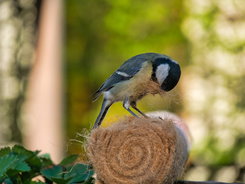 Meise holt Material f&uuml;r Nestbau