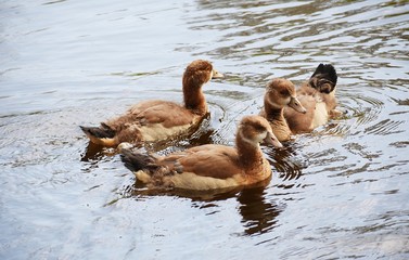 Egyptian young geese on a lake in the city park.
