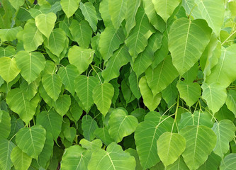 green pho leaf on tree in summer