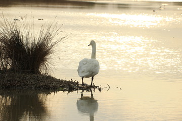 swan