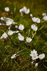 Beautiful spring background with close up of a group of blooming purple and white crocus flowers on a meadow.