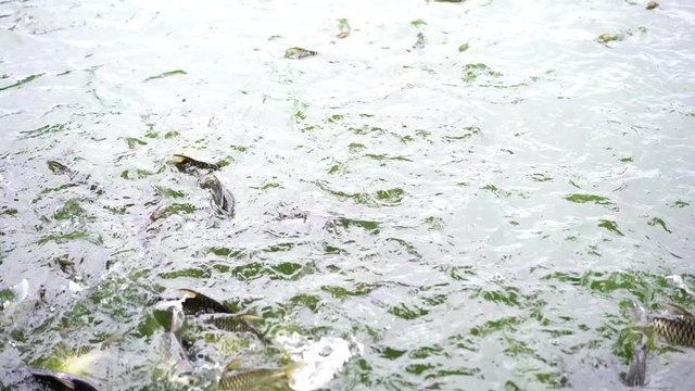 Feeding of Tilapia Pangasius and various fish, freshwater fish that was raised in ponds and river