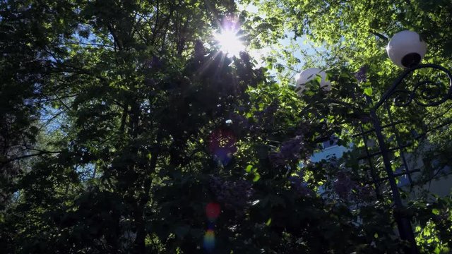 The suns rays flicker between the leaves of trees, spring greens in the park