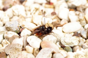 Horned Mason Bees female and male (Osmia cornuta) mating on the stone pebbles ground, the smaller male sits on top.