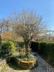 tree in the backyard in springtime