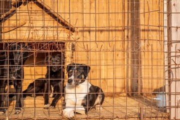 Homeless dogs locked in a cage. Photographed close-up.