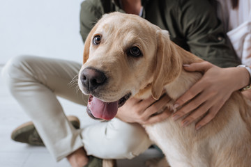 Cropped view of couple petting golden retriever on floor on grey background