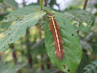 The large brown caterpillar eats the leaves.
