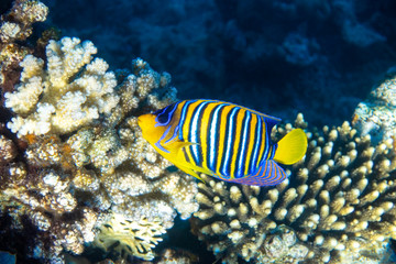 Naklejka na ściany i meble Royal Angelfish (regal angelfish) in a coral reef, Red Sea, Egypt. Tropical colorful fish with yellow fins, orange, white and blue stripes in blue ocean water. Underwater beautiful diversity.