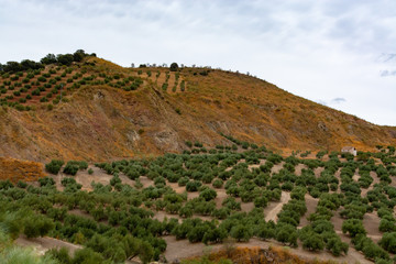 Andalusian landscape with yellow hills and green olive trees plantations