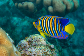 Fototapeta na wymiar Royal Angelfish (regal angelfish) in a coral reef, Red Sea, Egypt. Tropical colorful fish with yellow fins, orange, white and blue stripes in blue ocean water. Underwater beautiful diversity.