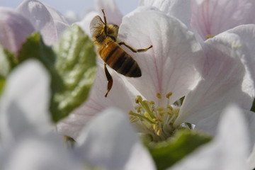 Bienen beim bestäuben der Apfelblühten am Bodensee in Nahaufnahme 