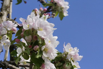 Apfelbaumblüte am Bodensee vor blauem Himmel