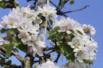 Apfelbaumblüte am Bodensee vor blauem Himmel
