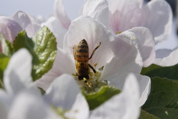 Bienen bei der Bestäubung der Apfelbaumblühten am Bodensee in Nahaufnahme